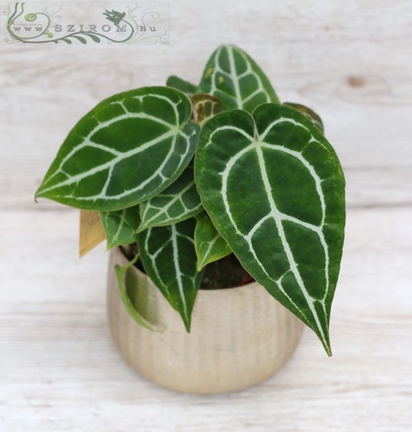 Anthurium clarinervium in pot