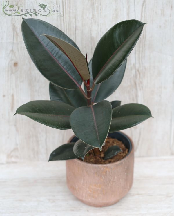 Ficus elastica Abidjan (sötétzöld) kaspóban