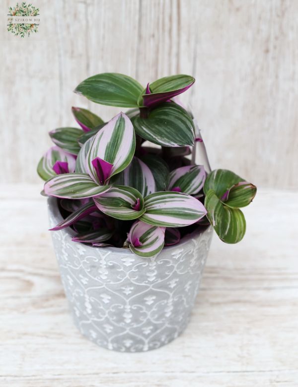 Tradescantia Nanouk im Topf - Zimmerpflanze