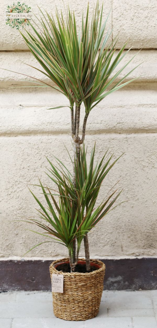 Dracaena Marginata Bicolor kosárban , 130cm