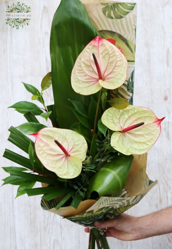 Summerly anthurium bouquet (3 stem)