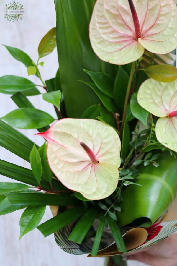 Summerly anthurium bouquet (3 stem)