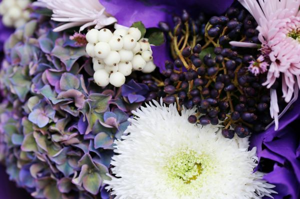 Autumn bouquet with purple oak leaf, hydrangeas, chrysies, berries