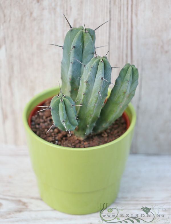 Myrtillocactus geometricans im Topf