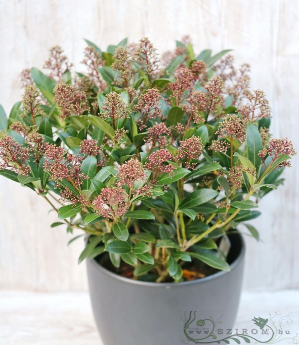 nagyméretű dérbabér Skimmia japonica kaspóban (45cm)