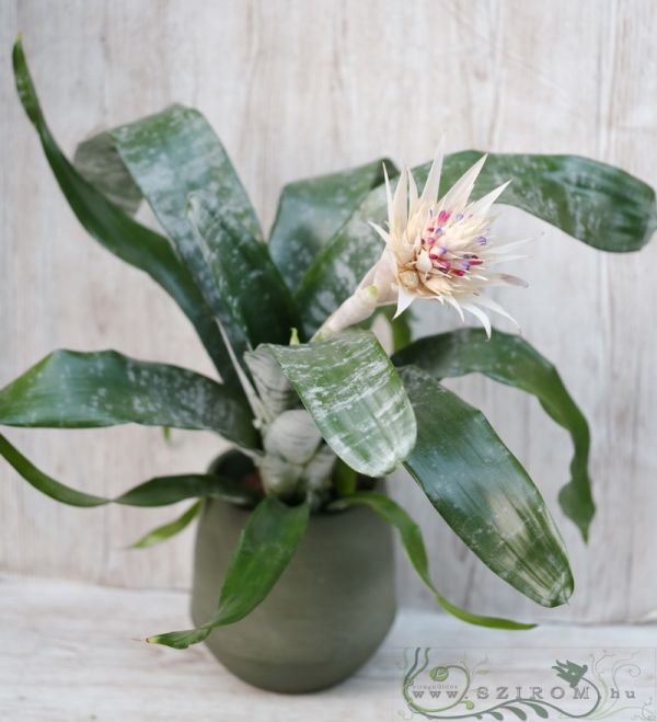 Aechmea fasciata mit weissen Blumen im Topf