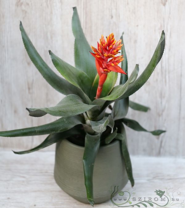 narancssárga Aechmea fasciata kaspóban