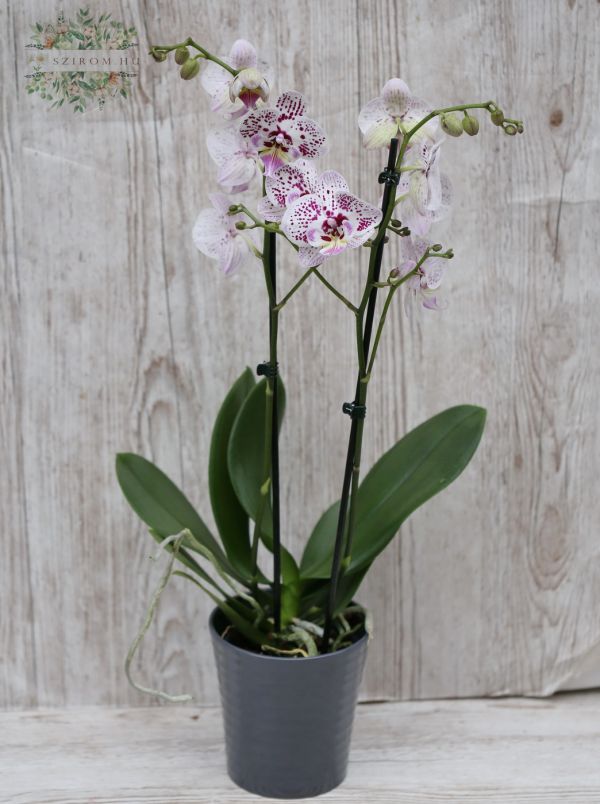 Phalaenosis orchide in pot