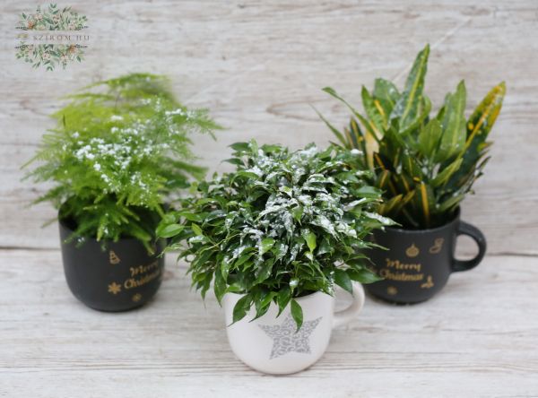 Snowy houseplant in a Christmas mug (1pc)