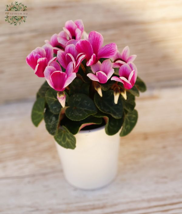 Mini-Cyclamen im Topf 