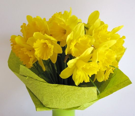 20 daffodils in a round bouquet 