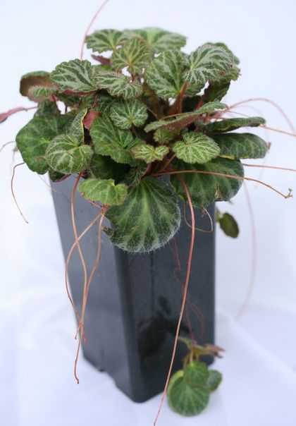Saxifraga (20 cm) - indoor plant