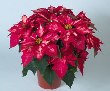 Euphorbia pulcherrima (Poinsettia) in pot