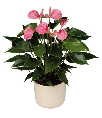 rózsaszín anthurium kaspóval - beltéri növény