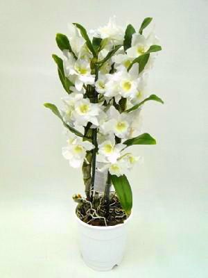 Dendrobium nobile<br>white or creme<br>in ceramic pot - indoor plant
