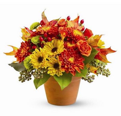 autumn daisy pot (12 stems)