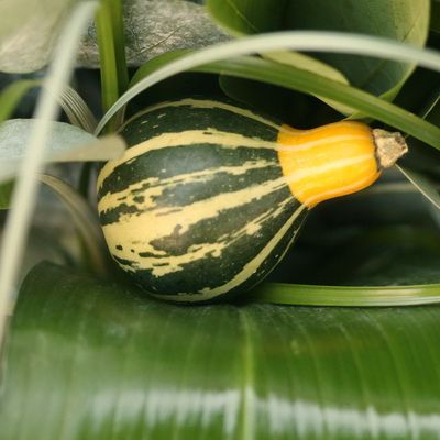 Mini pumpkin in the bouquet (4-7cm)