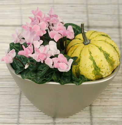 Cyclamen in pot with pumpkin (23cm) - indoor plant