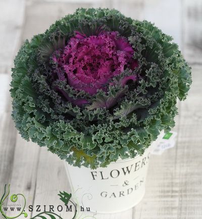 Purple cabbage in pot (20cm) - outdoor plant