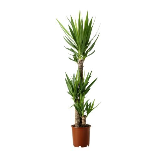 Yucca 3 törzses kaspóval (cs: 27 cm, m:165 cm) - szobanövény