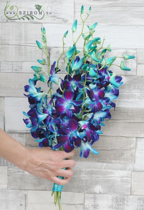 Blaue Dendrobium Orchideen (10 Stiele) 