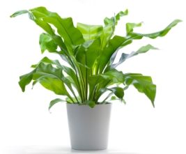 Asplenium with pot (p:17 cm, h:65cm) - indoor plant