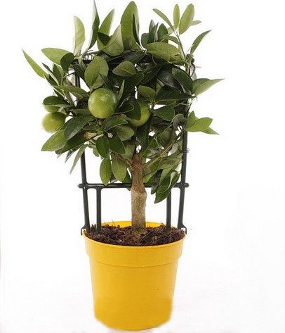 Citrofortunella Eustis kaspóval (cs:12cm, m: 35cm) - szobanövény