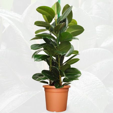 Ficus robusta im Topf (t:27cm, h:100cm) - Zimmerpflanze