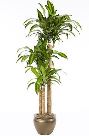 Dracaena massangeana kaspóval (cs:24cm, m:150cm) - szobanövény