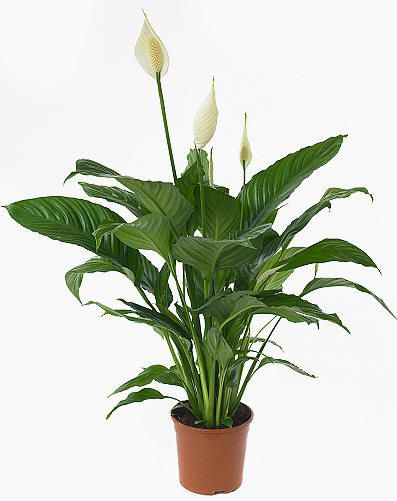 Spathiphillum with pot (p:21cm, h:90cm) - indoor plant