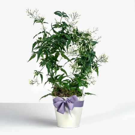 Jasminum mit topf (t:12cm, h:40cm) - Zimmerpflanze