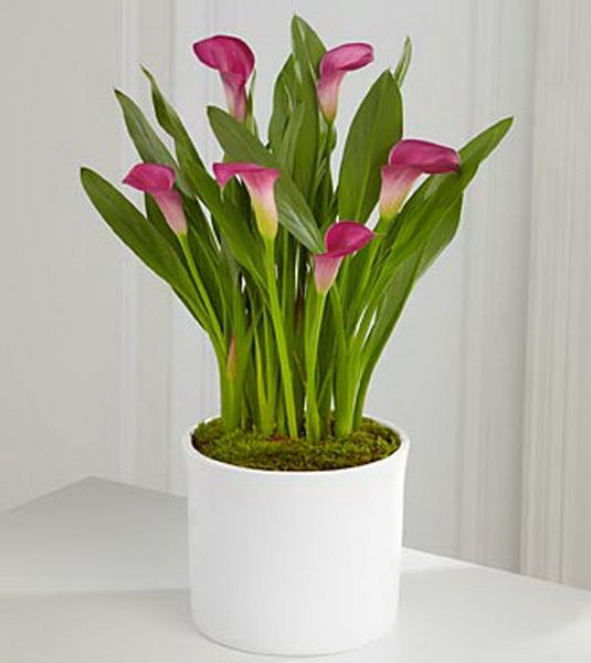 Calla im Keramiktopf (wechselnden Farben) - Zimmerpflanze