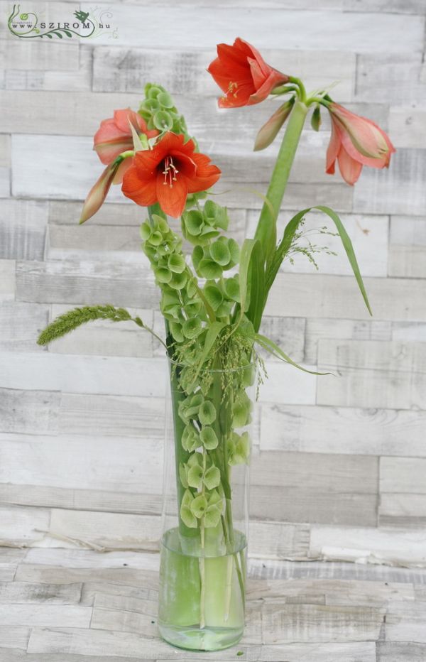 Amaryllis in vase, corall, wedding