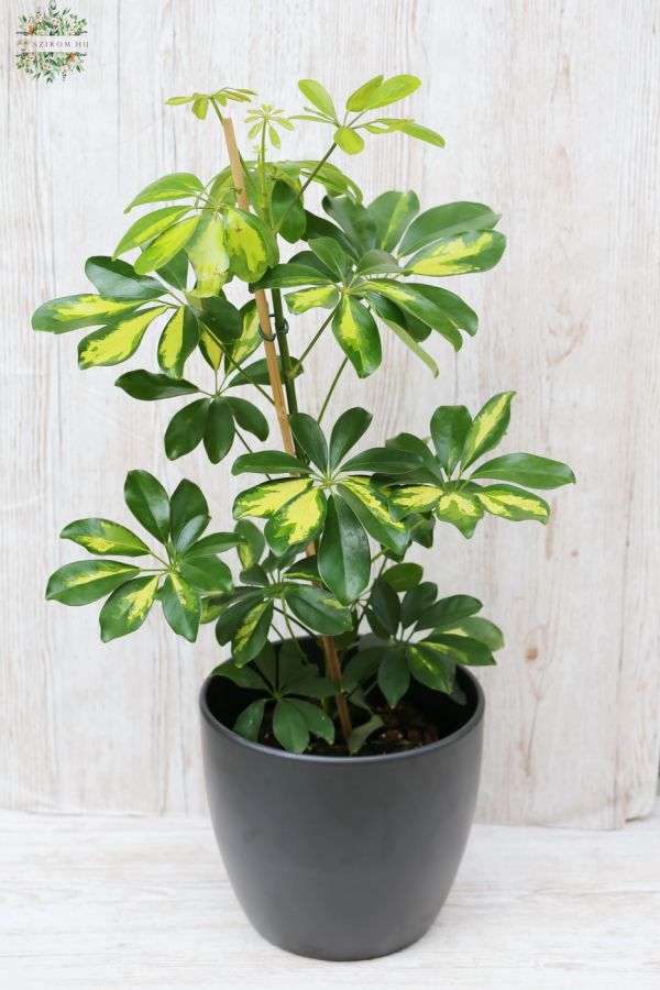 Schefflera<br>(40cm) - indoor plant