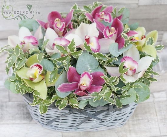 Colorful orchid basket (10 blossoms)