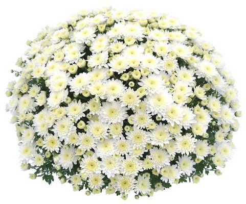 garden mums in pot, white