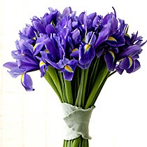 Blumenlieferung nach Budapest - 20 Stiele von Iris