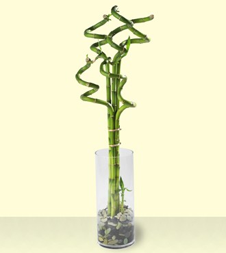 Virágküldés Budapest - 5 darab csavaros bambusz<br><br>~50cm