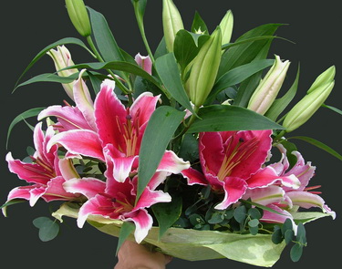 flower delivery Budapest - 5 pink oriental lilies