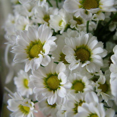 flower delivery Budapest - sympathy bouquet of white santinis (15 stems)