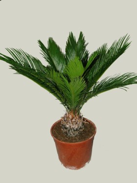 flower delivery Budapest - Cycas revoluta (King Sago palm)<br>(40cm) - indoor plant