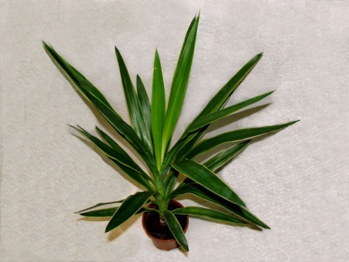 flower delivery Budapest - Yucca in pot<br>(45cm) - indoor plant