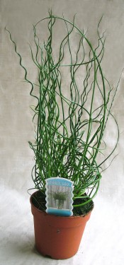 flower delivery Budapest - Juncus effusus in pot (Soft rush)<br>(30cm) - indoor plant