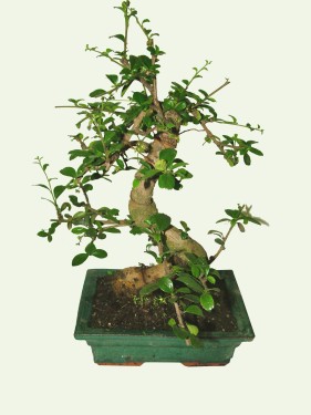 Blumenlieferung nach Budapest - bonsai<br>(25cm) - Zimmerpflanze