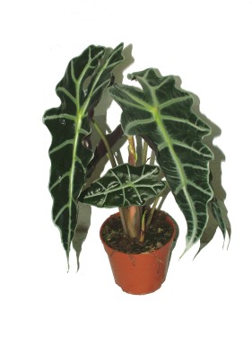 flower delivery Budapest - Alocasia in pot<br>(35cm) - indoor plant