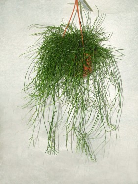 flower delivery Budapest - Rhipsalis cassutha<br>(40cm) - indoor plant