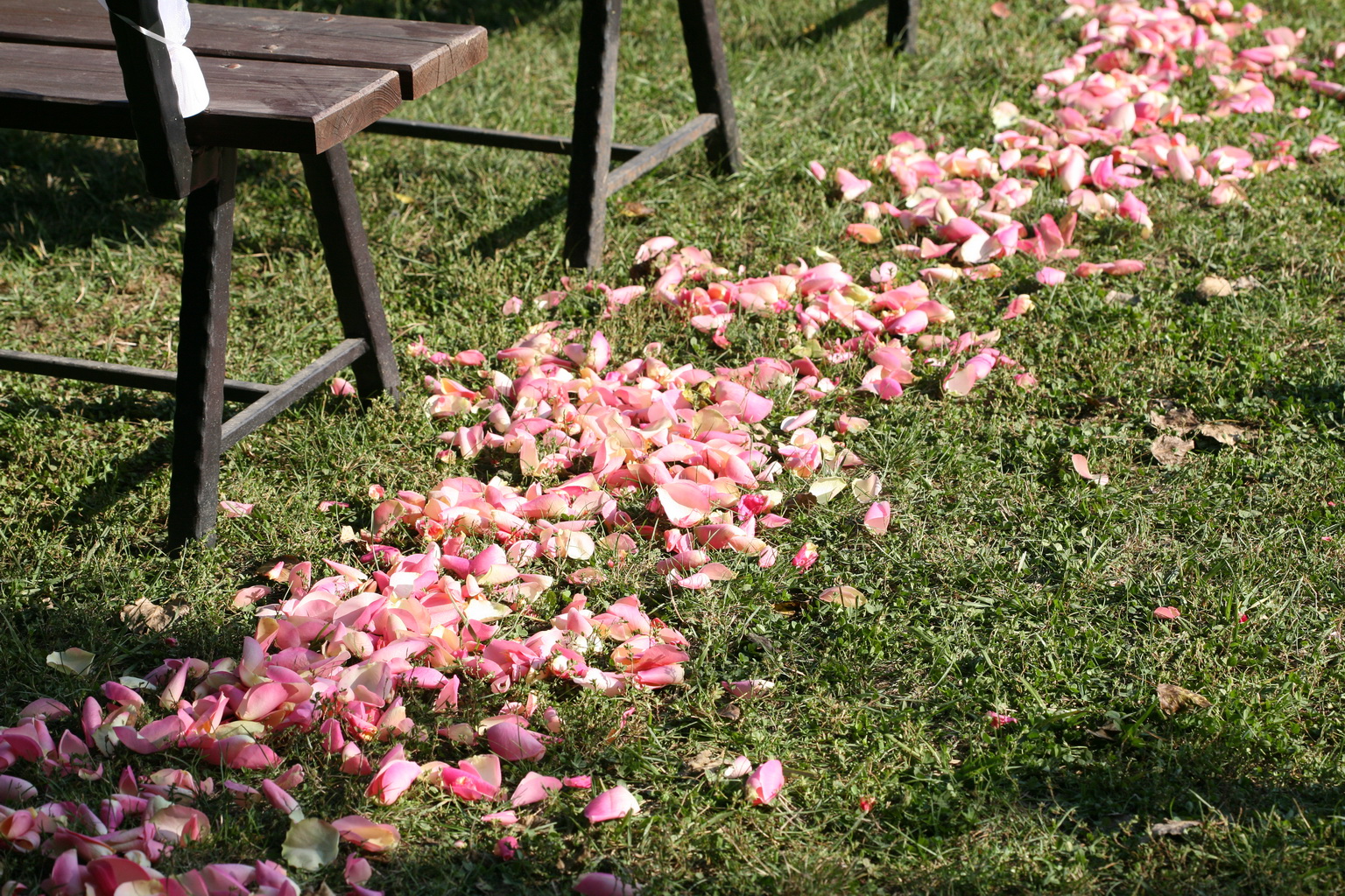 rózsaszín szirom szórás (3 m )  Bélapátfalva, esküvő