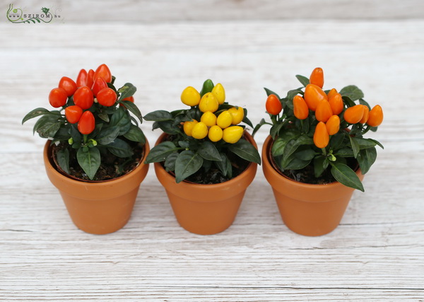 flower delivery Budapest - chilli pepper in pot 3 piece