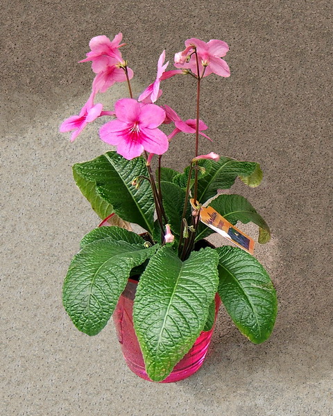 flower delivery Budapest - Streptocarpus in cheramic pot, in various colors