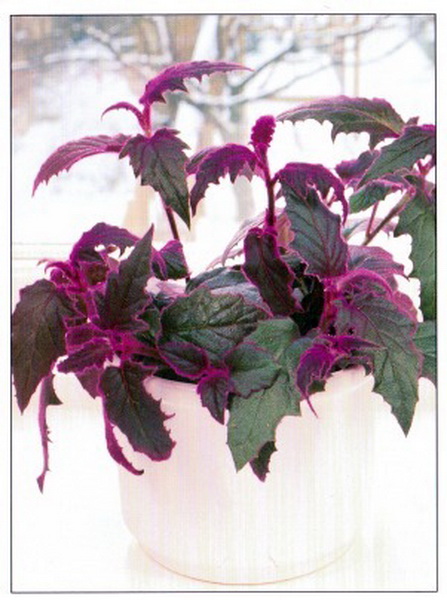 flower delivery Budapest - Purple Gynura in Pot